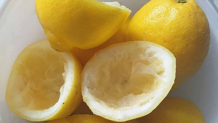 35 yıllık narenciye çiftçisi gizli sırrını paylaştı: Limon kabuklarını çöpe atıyorsanız atmayın