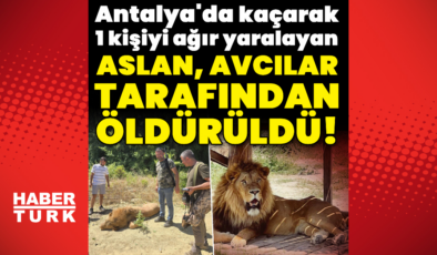 Antalya'da aslan paniği! 1 kişiyi ağır yaraladı!