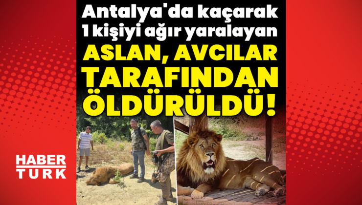 Antalya'da aslan paniği! 1 kişiyi ağır yaraladı!