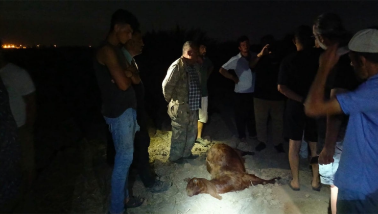Sanayi bölgesinden zehir akıyor: Suyu içen öldü