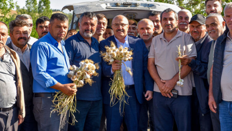 Taşköprü sarımsağı pazara indi