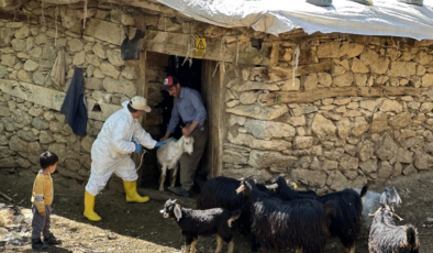 Şap hastalığının yeni serotipine karşı üretilen 6 milyon doz aşı sahaya sevk edildi