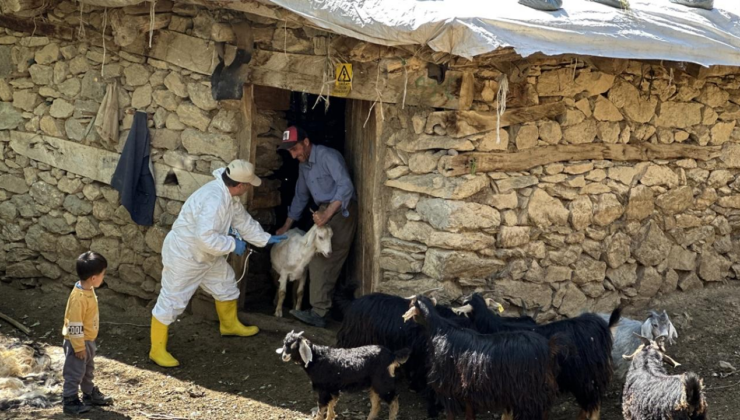 Şap hastalığının yeni serotipine karşı üretilen 6 milyon doz aşı sahaya sevk edildi