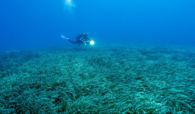 Türkiye'nin deniz çayırları 150 bin ton karbon tutuyor