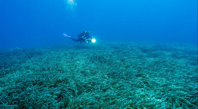Türkiye'nin deniz çayırları 150 bin ton karbon tutuyor