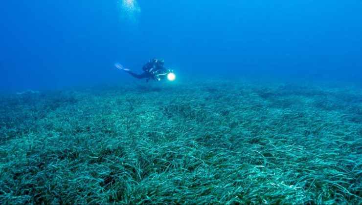 Türkiye'nin deniz çayırları 150 bin ton karbon tutuyor
