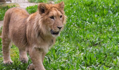 İsmi anketle belirlenmişti! Genç aslan Pars, başka aslan tarafından öldürüldü
