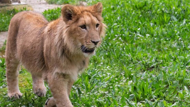 İsmi anketle belirlenmişti! Genç aslan Pars, başka aslan tarafından öldürüldü