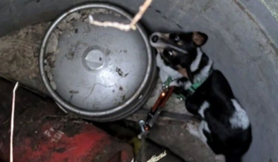 11 gün kuyuda kalan köpek kurtarıldı