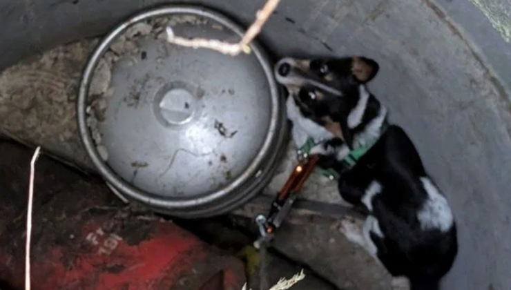 11 gün kuyuda kalan köpek kurtarıldı