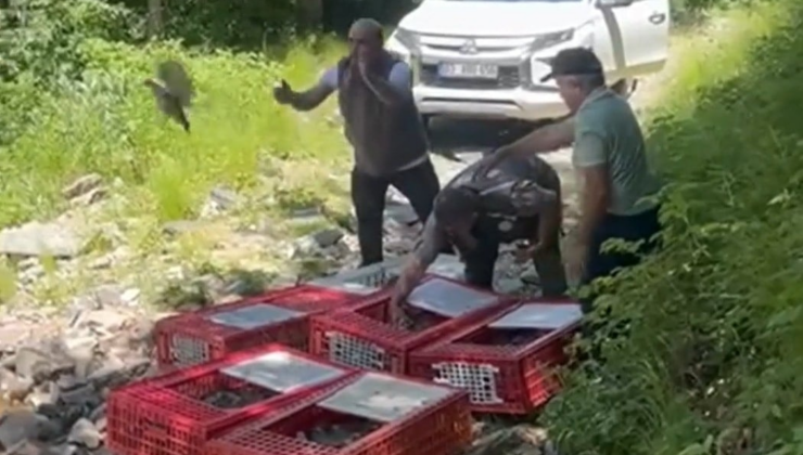 Bursa'da kene ile mücadele için bin 400 keklik doğayla buluşturuldu