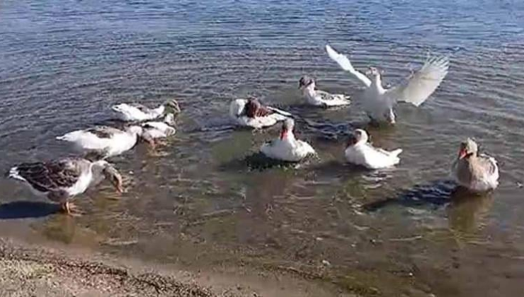 CİMER'e şikayet edilen kazlar hapis altında!