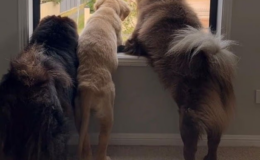 Köpeklerini Instagram'a yükledi: 2 milyon TL kaybetti