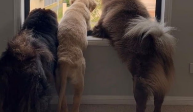 Köpeklerini Instagram'a yükledi: 2 milyon TL kaybetti