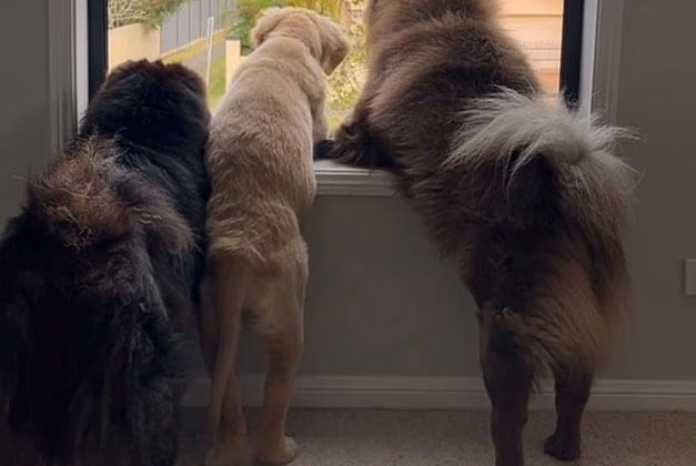 Köpeklerini Instagram'a yükledi: 2 milyon TL kaybetti