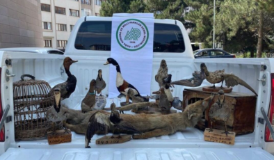 Afyonkarahisar'da hayvan tahnitleri ele geçirildi