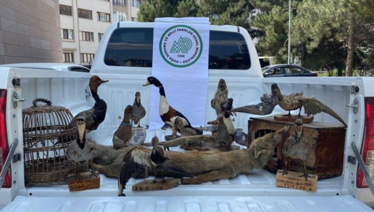 Afyonkarahisar'da hayvan tahnitleri ele geçirildi