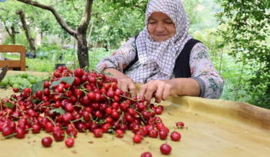 Zirai don, kirazı vurdu: 61 bin tonluk ihracat kaybı