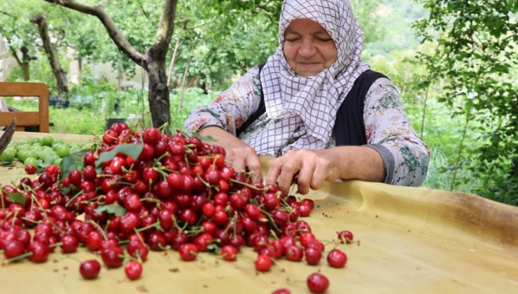 Zirai don, kirazı vurdu: 61 bin tonluk ihracat kaybı