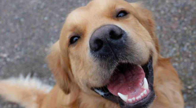 Eğitilmiş köpekler Parkinson hastalığını yüzde 98 doğrulukla tespit etti