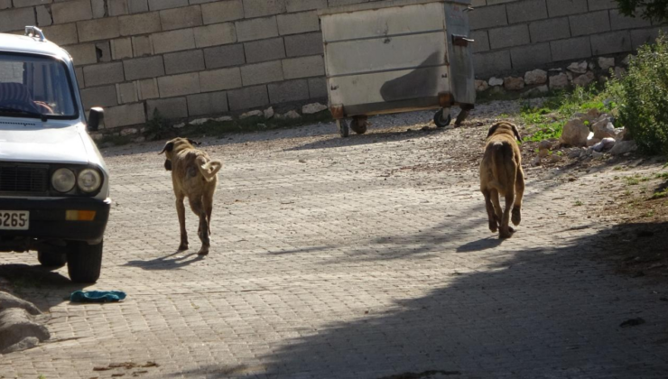 Kastamonuda başıboş köpekler 22 tavuğu telef etti