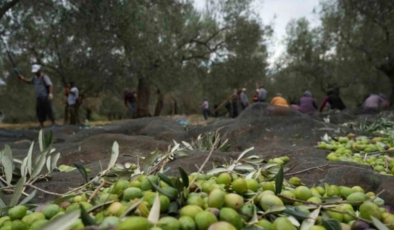 Zeytinlik düzenlemesini içeren torba kanun teklifinin ilk 11 maddesi Meclis’ten geçti