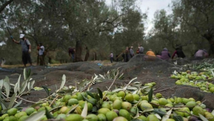 Zeytinlik düzenlemesini içeren torba kanun teklifinin ilk 11 maddesi Meclis’ten geçti