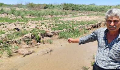 'Dereden su içen 40 küçükbaş öldü' iddiası