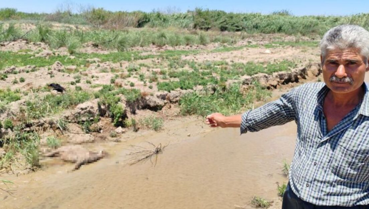 'Dereden su içen 40 küçükbaş öldü' iddiası