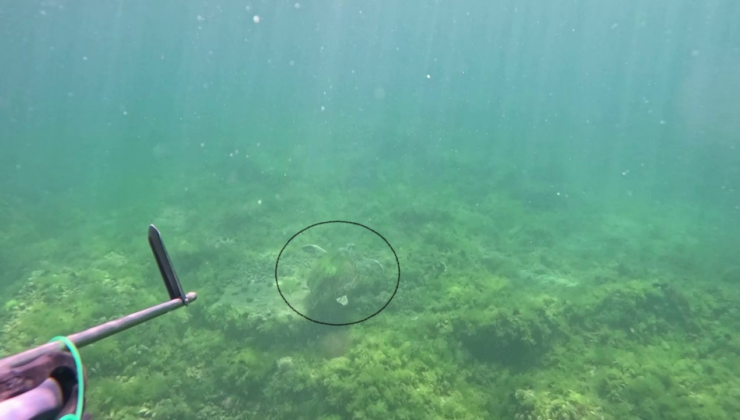 Marmara’da bir ilk: Su altında Caretta Caretta görüntülendi