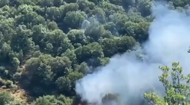 Nazilli'de orman yangını