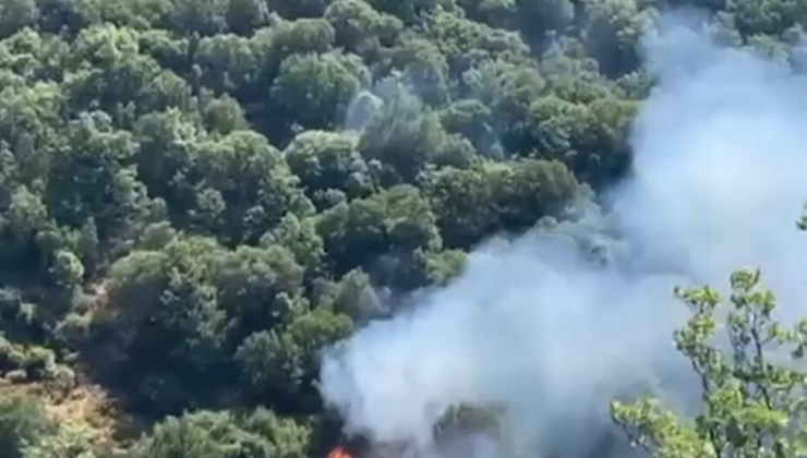 Nazilli'de orman yangını