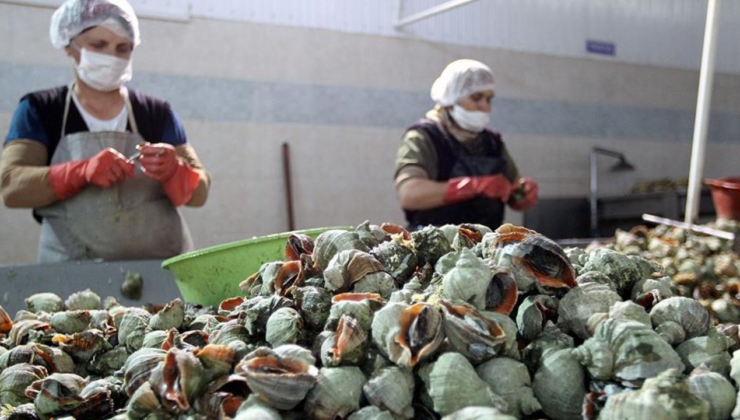 Deniz salyangozu ihracatı 6 ayda 4,5 milyon dolar kazandırdı