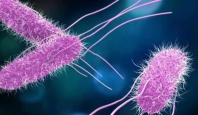 Sıcaklık artıyor, uzmanlar uyarıyor: Salmonella bakterisine dikkat!