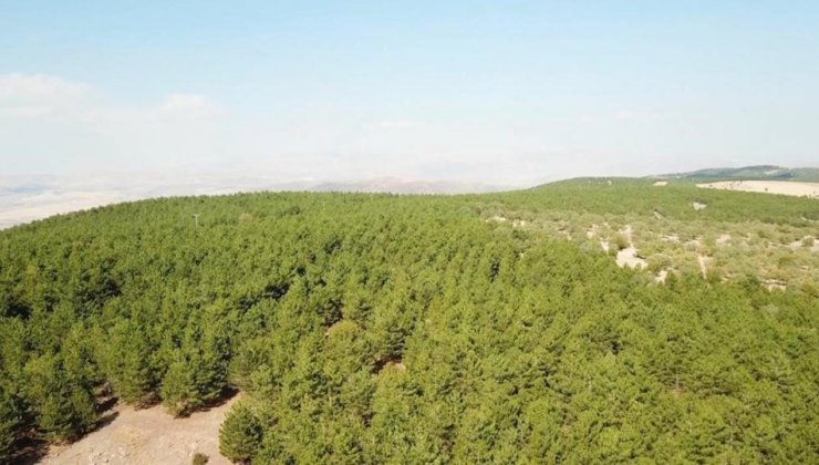Niğde'de orman yangınlarıyla mücadele tedbirleri
