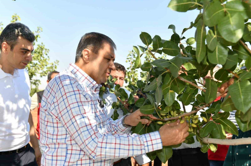 Şanlıurfa’da boz fıstık hasadı zamanı! - Resim : 1