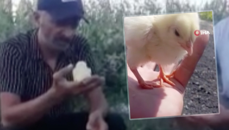 20 yıllık besici ilk kez tanık oldu, yumurtadan çıkan civciv şoke etti