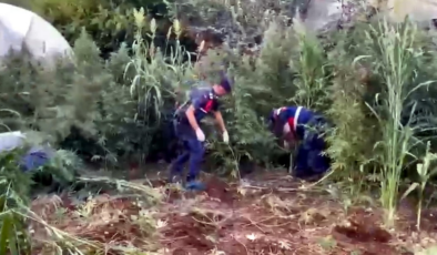 Mısır tarlasını uyuşturucu tarlasına çeviren karı koca tutuklandı
