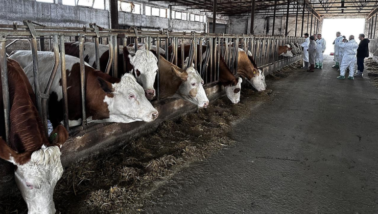 Şap hastalığında yüksek aşılamanın yapıldığı 24 ilde hayvan pazarları tekrar açıldı