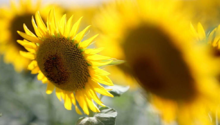 Ayçiçek yağında gümrük vergisi düzenlemesi