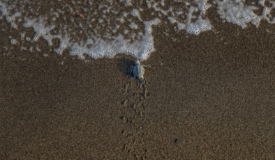 Antalya'da caretta caretta yavruları denizle buluştu