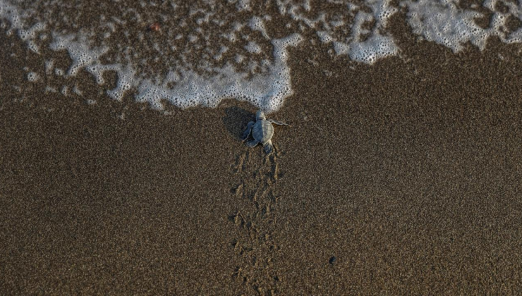 Antalya'da caretta caretta yavruları denizle buluştu