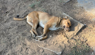 İzmir’de vahşet: 10 köpek ve 5 kedi ölü bulundu