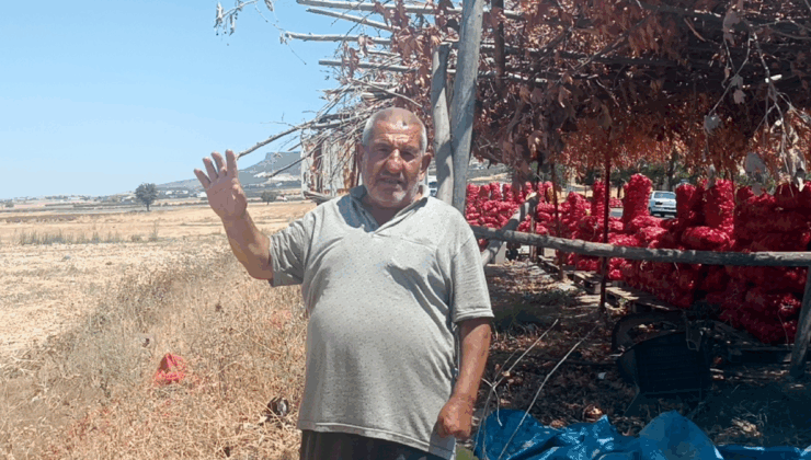 Elleriyle toplayıp yol kenarında satıyor: Tarlada 3 markette 15 TL'den kapış kapış gidiyor