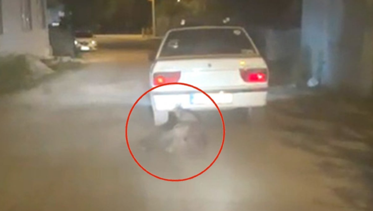 Tokat'ta korkunç görüntü: Yaban domuzunu otomobilin arkasına bağlayıp sürükledi