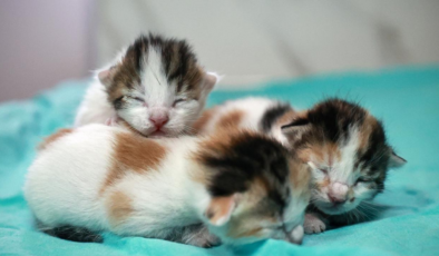 İnternette kedi işkencesi: İngiltere merkezli küresel ağ ortaya çıkarıldı