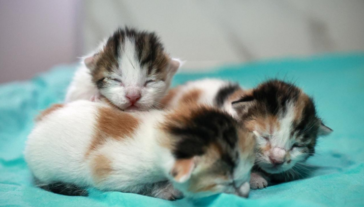 İnternette kedi işkencesi: İngiltere merkezli küresel ağ ortaya çıkarıldı