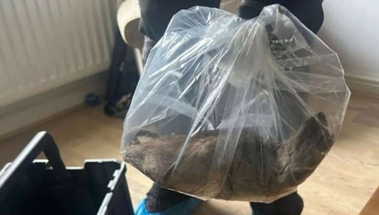 Evinden kedi kadar fare çıktı