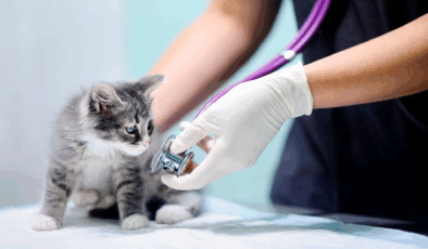 Uzmanlar açıkladı: Kedi ve köpek türünden insan ölümü mümkün mü?