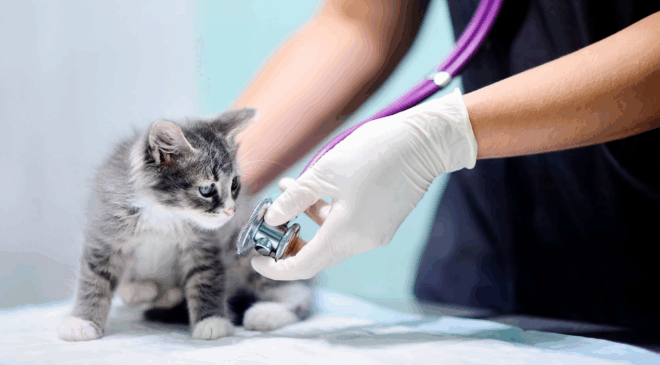 Uzmanlar açıkladı: Kedi ve köpek türünden insan ölümü mümkün mü?